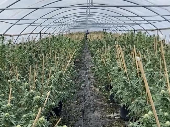 $5 million worth of cannabis seized at a rural property in Lake Bathurst on February 8 2022. Picture: NSW Police