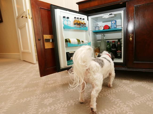 The Langham Hotel in Sydney offers pet packages including luxury dog beds, food/drink bowls and a pet room service menu.