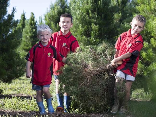 Tristan Cappello, Vincent Cappello and Lucious Cappello carry a Christmas tree which their father John owns. He says the sales have spiked 30 per cent on last year. Picture: Darren Leigh Roberts