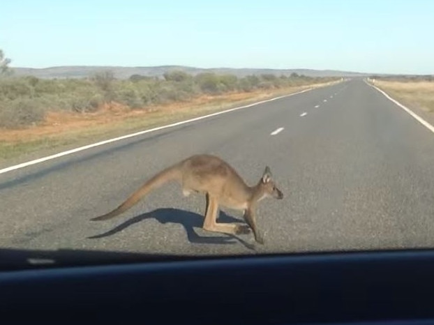 Motorist Howard Dimond was on a road trip with his sons when a kangaroo jumped into the windscreen and rolled over the roof.