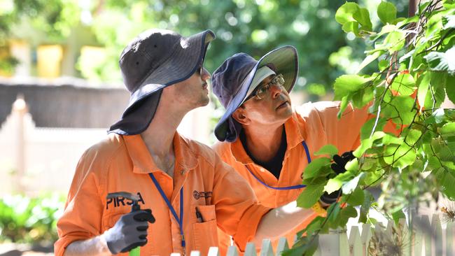 The SA Government will unleash almost 100 million sterile fruit flies to eradicate the pest that threatens the state’s $1.3 billion horticulture industry. Picture: Keryn Stevens