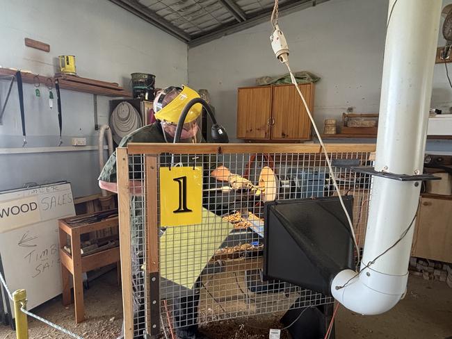 All the fun of the Fraser Coast Show.