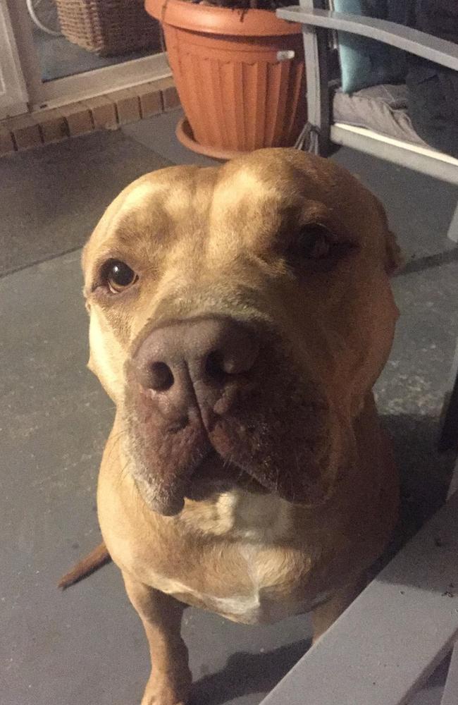 Sarge the Staffy was given a destruction order by the Moreton Bay Regional Council after attacking two people. Picture: Sarge's family.