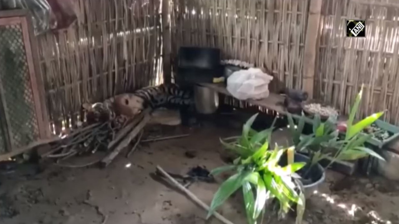 The tigress in the hut. Picture: Kaziranga National Park/Asian News International/Facebook