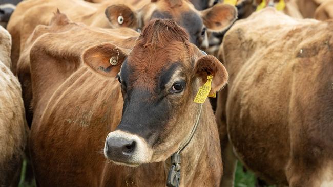 Chinese demand for Australian heifers has weakened in the past two years. Picture: Zoe Phillips