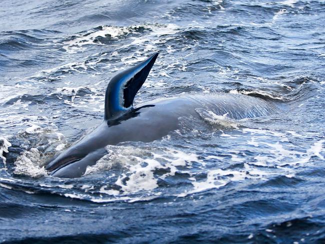 A handout photo taken and received on September 23, 2020 from The Mercury shows a whale struggling in Macquarie Harbour on the rugged west coast of Tasmania, as hundreds of pilot whales have died in a mass stranding in southern Australia despite efforts to save them, with rescuers racing to free a few dozen survivors. (Photo by Patrick GEE / THE MERCURY / AFP) / RESTRICTED TO EDITORIAL USE - MANDATORY CREDIT "AFP PHOTO /THE MERCURY / PATRICK GEE " - NO MARKETING - NO ADVERTISING CAMPAIGNS - DISTRIBUTED AS A SERVICE TO CLIENTS - NO ARCHIVE