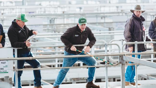 Ballarat Store Cattle Sale Photo by Chloe Smith.