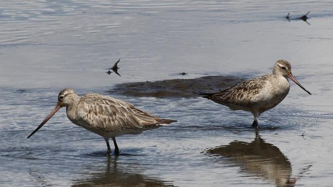 Bird species observed at the brick pit include the Bar-tailed Godwit.