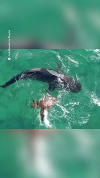 Drone footage captures insane fight between turtle and a shark