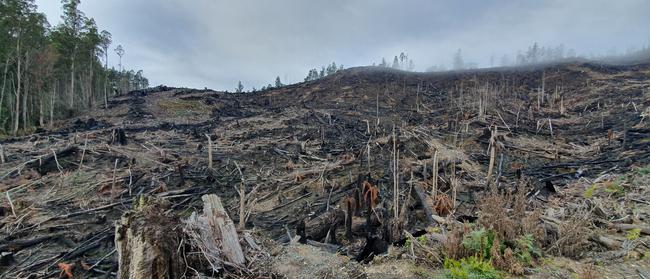 Deforestation in the Florentine Valley World Heritage.