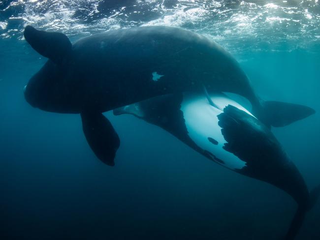 New life for the tohorā by Richard Robinson, New Zealand Winner, Oceans: The Bigger Picture Richard Robinson captures a hopeful moment for a population of whales that has survived against all odds.
