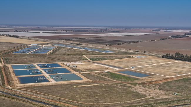 Aquna Murray Cod Australia’s Whitton site. Picture: Supplied (Luis Enrique Ascui)