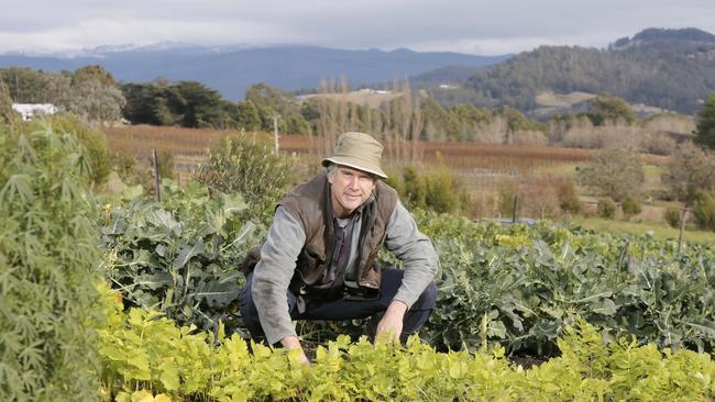 Fat Pig Farm has a market garden, as well as plenty of animals. Picture: Matt Thompson