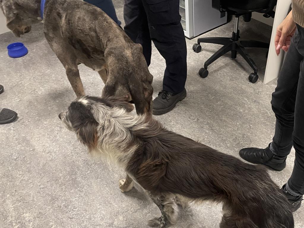 The two dogs were seized in August last year. Picture: RSPCA