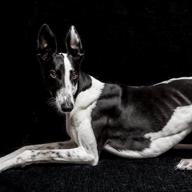 Moosie of Rosemeadow . Just a queen reclining for her pawtrait. Picture: Rachel McCready