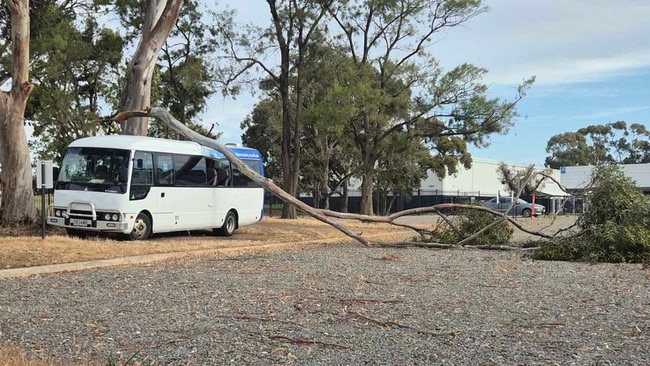 A school bus has been hit in a freak tree fall in the southern suburbs.