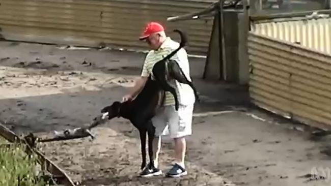 A trainer uses a live bait to blood a greyhound. Picture: ABC