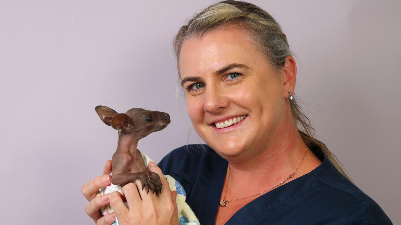 Dr Millers pictured with Dixie an orphaned Black Stripped Wallaby. Photo: David Clark