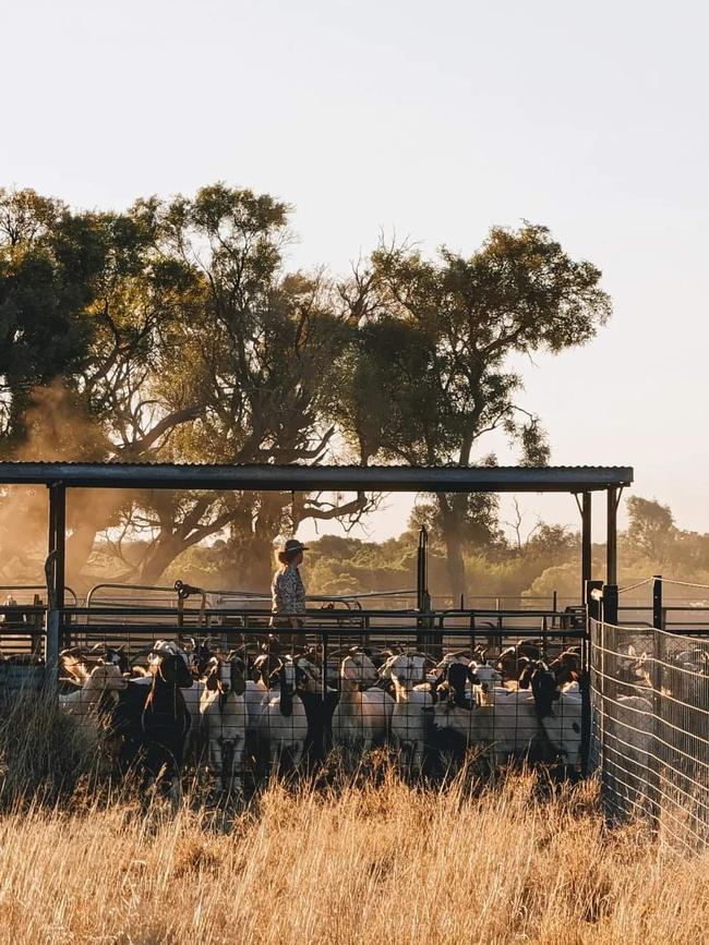 Mustering goats at Leander Station.
