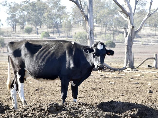 A dairy cow in a drought-struck area of Queensland.