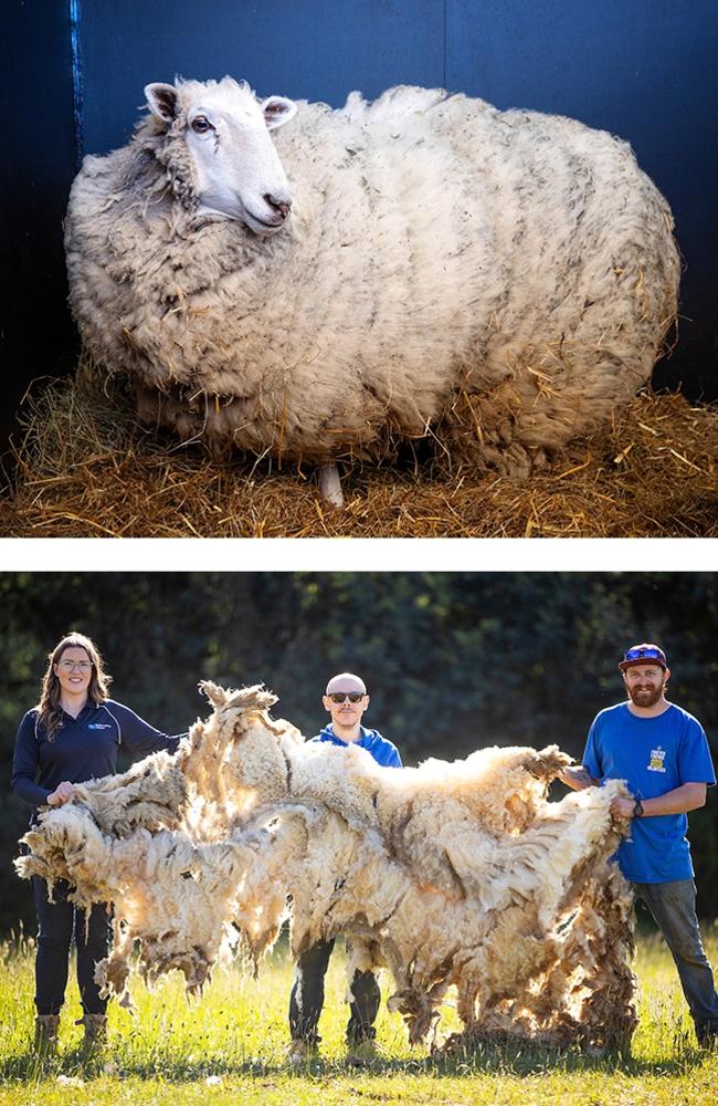 A sheep that has been living with kangaroos in Sugar Loaf National Park for 10 months has been rescued and given a welcome shave. Workers at Forever Friends Animal Rescue hold about 4-5 years worth of growth. Picture: Mark Stewart