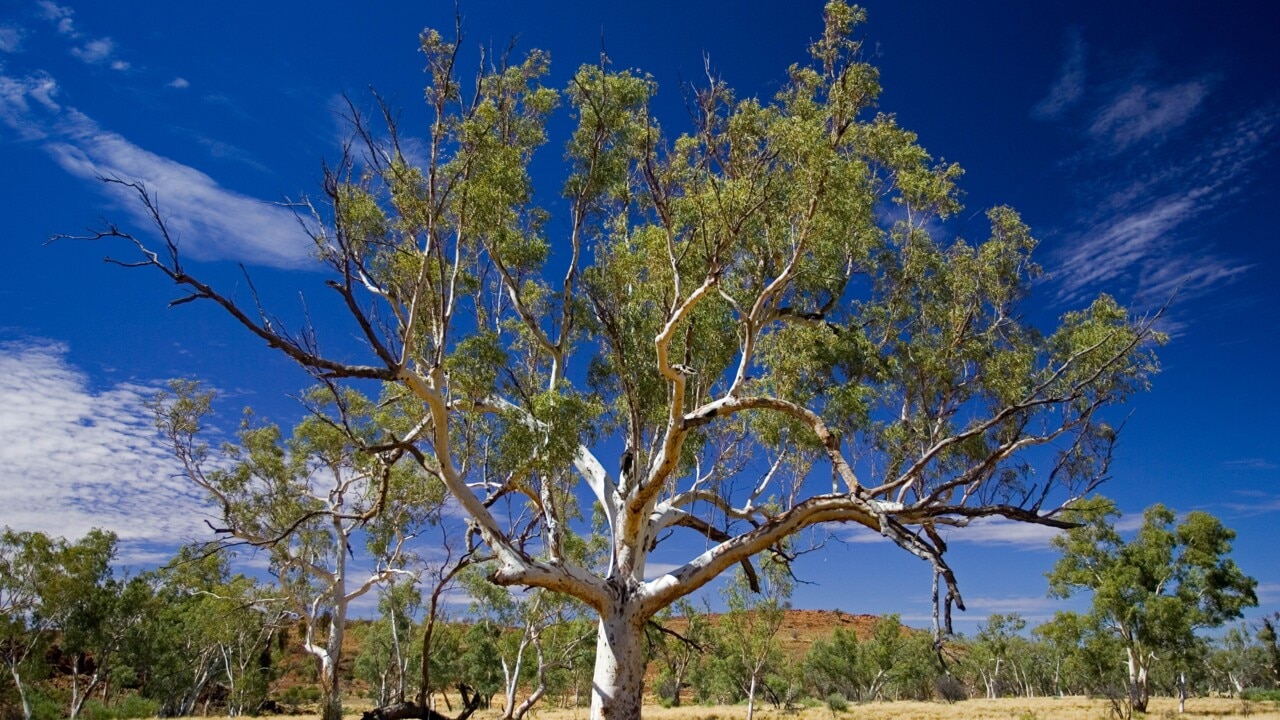 Outback Queensland experiencing a tourism renaissance