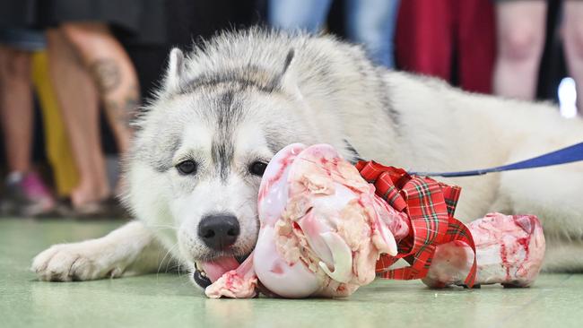 Max the dog alerted owner David Symes that his partner Shaune Martin was hit by a car, potentially saving her life.  Picture: Cordell Richardson