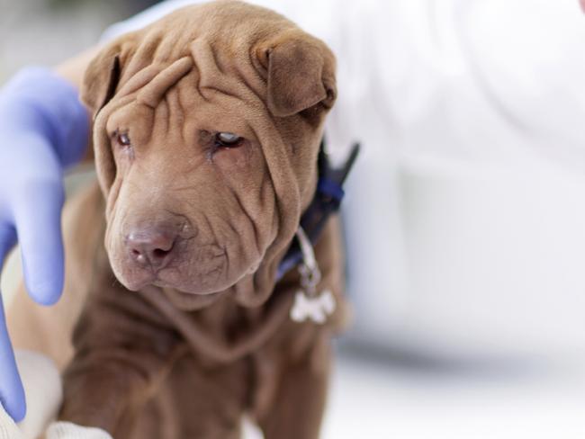 Generic photo of a dog and a vet. Picture: iStock