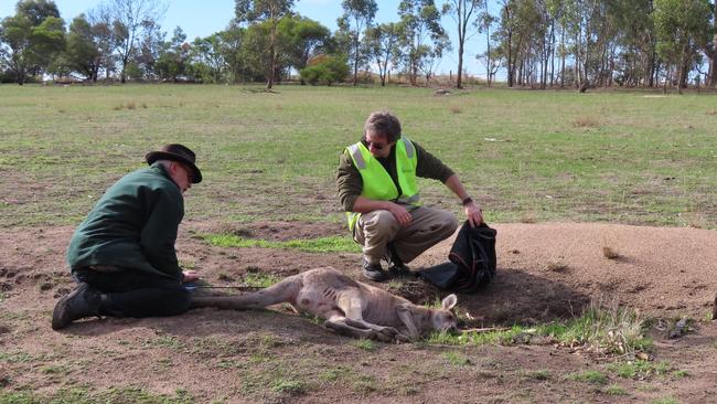 The kangaroo had to be sedated before vets took him into care.