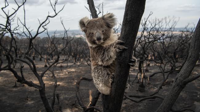 Koala clings to a charred tree near the Playford Hwy after fire devastated Kangaroo Island last summer. Picture: Brad Fleet