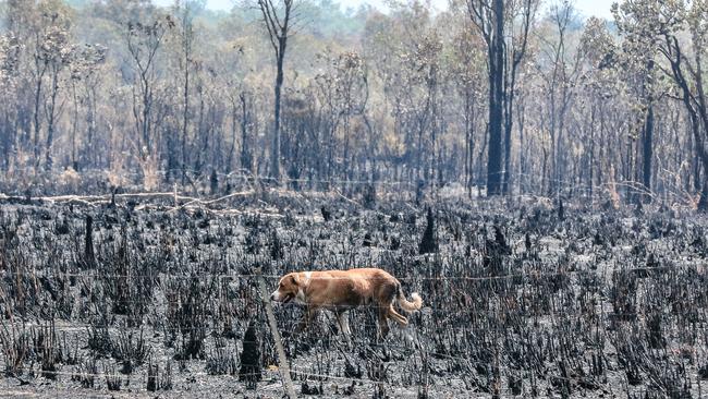 A local dog makes its way through the aftermath of a severe grass fire on Mira Rd, Southport. Picture: Glenn Campbell