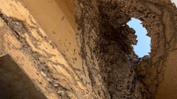 Termite damage at a Parkwood home.