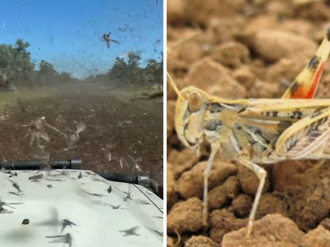 'Millions' of grasshoppers have been filmed covering a man's windscreen. Picture: Storyful