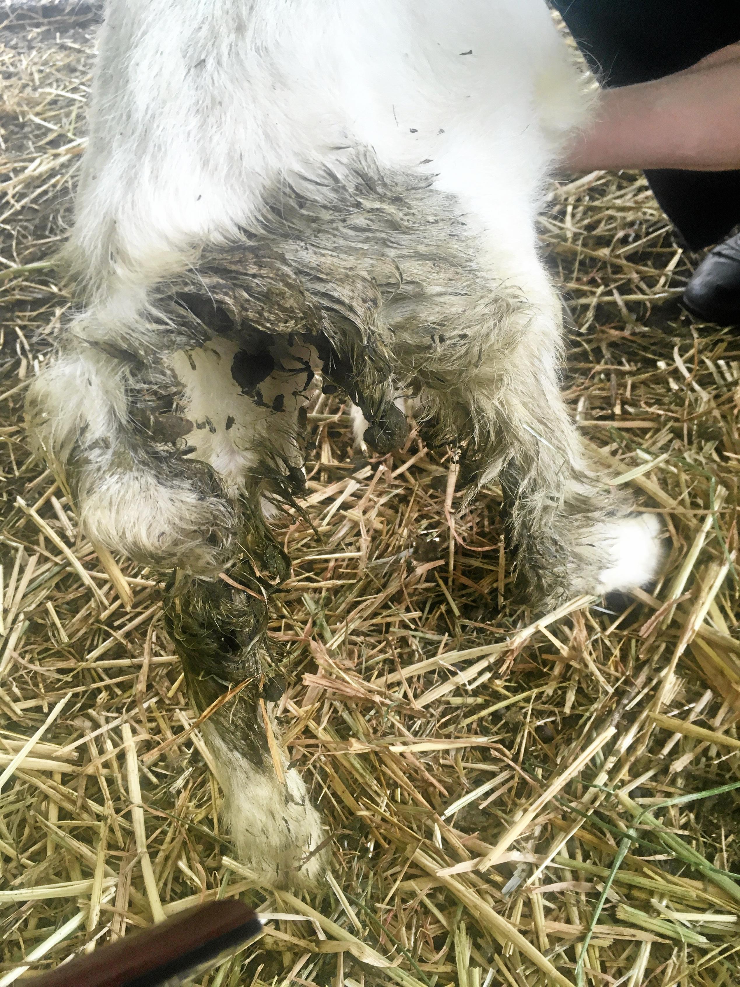 Photos taken at Stocks Produce during an RSPCA investigation in to the business' care of the animals it had for sale.