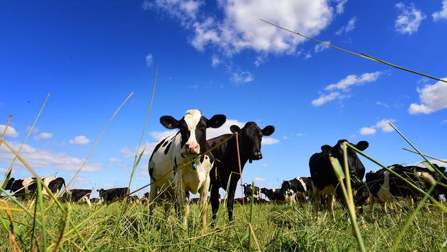 Grassroots opposition: Family dairy farms are disappearing, replaced by a small number of much bigger farms that now control voting in the levy poll. Picture: Zoe Phillips