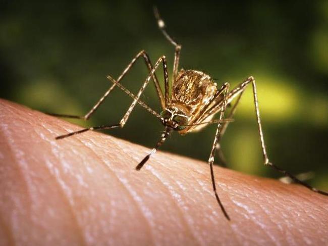 Mosquito stock image. Picture: WHO