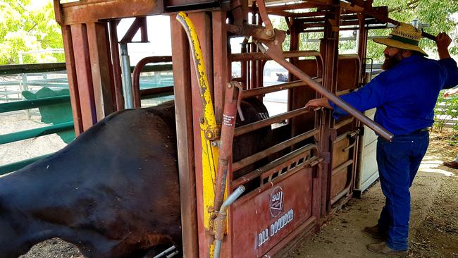 A man has been charged following an investigation into an alleged multimillion-dollar cattle fraud. Picture: NSW Police