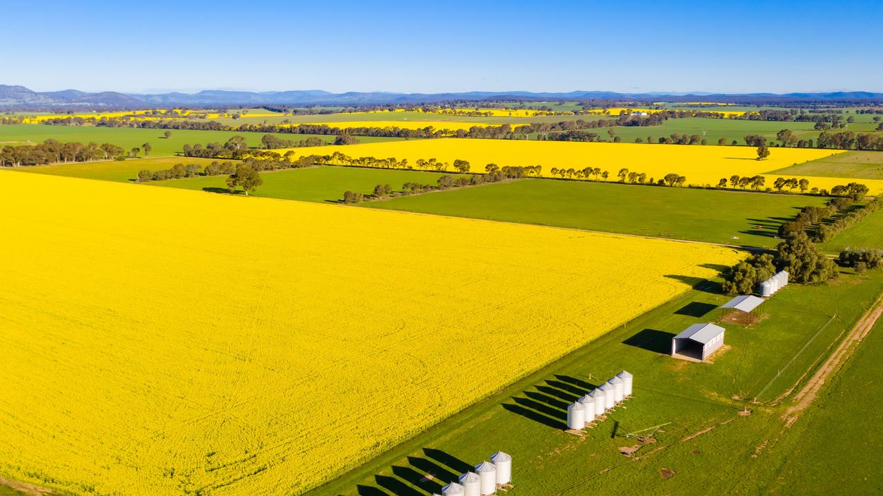 There are no grapes grown these days at Fairfield — a share farmer grows crops of<br/>wheat and canola while another producer agists sheep there.