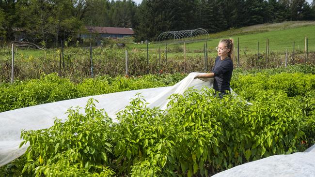 A female farmer covers pepper plants on an organic farm. Picture: istock