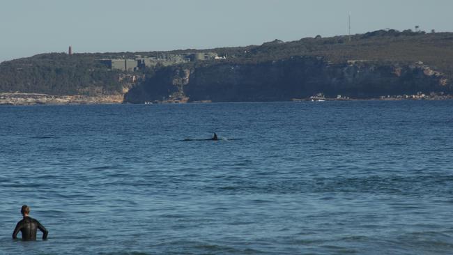 A false killer whale off Long Reef. Picture: Mick Eady