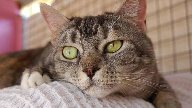 Trixie is up for adoption at the Animal Welfare League