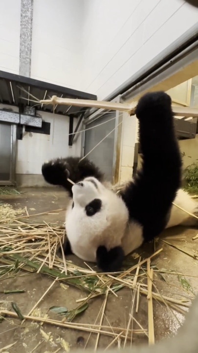 Adelaide Zoo’s new pandas make their public debut