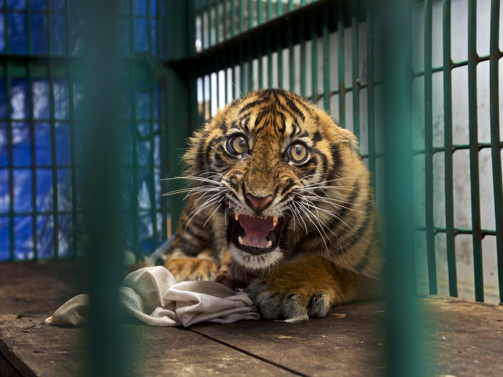 Wildlife Photographer of the Year: Saved but caged Steve Winter, USA Finalist 2017, The Wildlife Photojournalist Award: Single Image A back leg of this six-month-old Sumatran tiger cub was so badly mangled by a snare that it had to be page 5 of 5 amputated. He was lucky to survive at all, having been trapped for four days before being discovered in a rainforest in Aceh Province on the Indonesian island of Sumatra. The likelihood is that the snare was set by oil‑palm plantation workers to catch bushmeat (though tigers are also deliberately snared). The workers are migrants who have been given small plots to grow their own oil palms but who have to work on the big plantations for about five years until their own crops generate a return. To feed their families, they have to hunt, and this cub’s bones would have fetched a good price on the black market. The population of Sumatran tigers, a subspecies, is as low as 400–500 (the world population of all wild tigers is no more than than 3,200) – the result of poaching to fuel the illegal trade in tiger parts for the Chinese-medicine market. Anti-poaching forest patrols are helping to stem the killing, partly by locating and removing snares (now illegal), which is how this cub came to be rescued. The cub, however, will spend the rest of his life in a cage in a Javan zoo. Today, there are probably more Sumatran tigers in zoos than there are left in the wild.