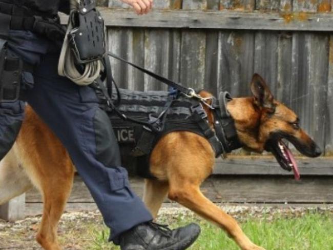 Four juveniles in an allegedly stolen vehicle have been tracked by police helicopter from the Gold Coast and through Brisbane before being arrested by a dog squad in bushland at Cooroy.