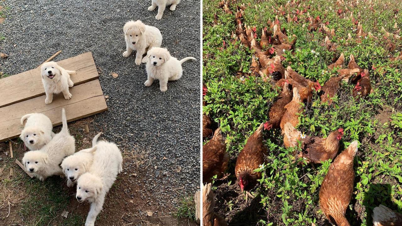 The family are keen dog breeders as well as chicken farmers of 500 head. Photo: Contributed