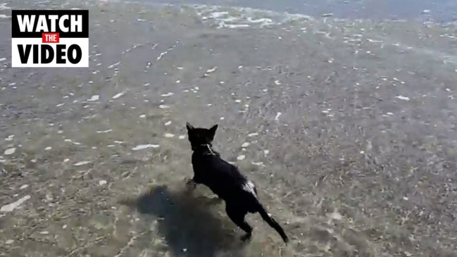 Townsville's swimming cat