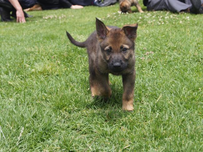 The Queensland Police Service State Dog Squad visited the Stanthorpe State High School on Tuesday.