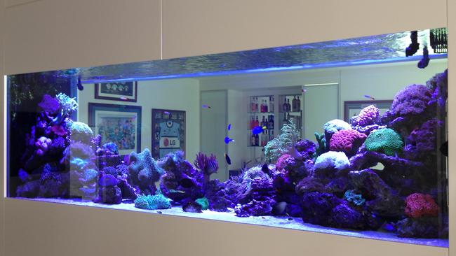 Large-scale aquariums are a talking point in a home.