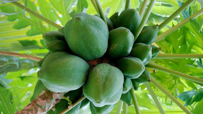 Papaya or pawpaw tree in fruit