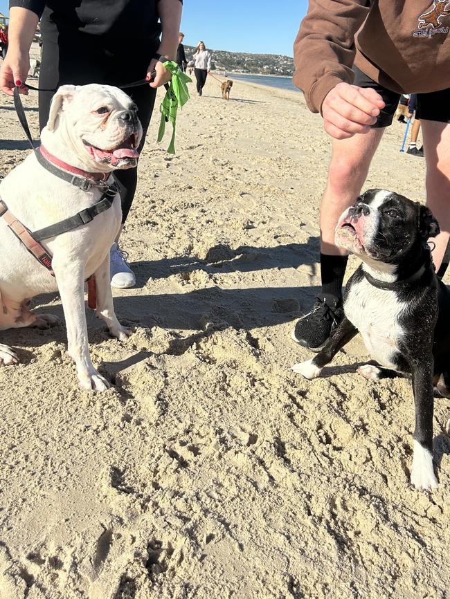 Getting a still picture at the Boxer March was a miracle in itself. Picture: MATTHEW WELCH